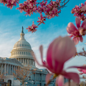 Kirschblüten US Capitol Washington DC