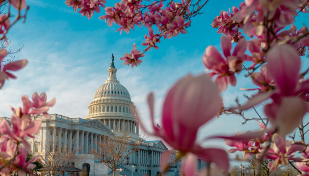 Kirschblüten US Capitol Washington DC