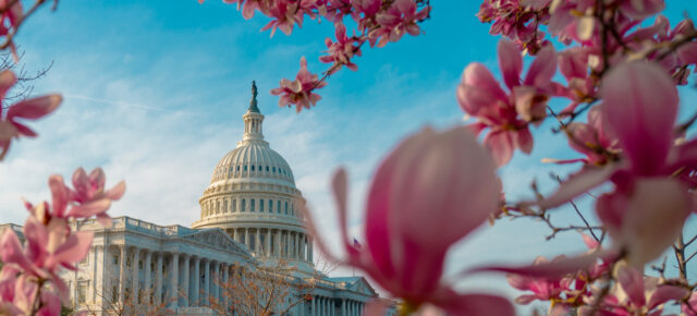 Günstig in die USA zur Kirschblütenzeit: Hin- und Rückflüge nach Washington D.C.  NUR 294€