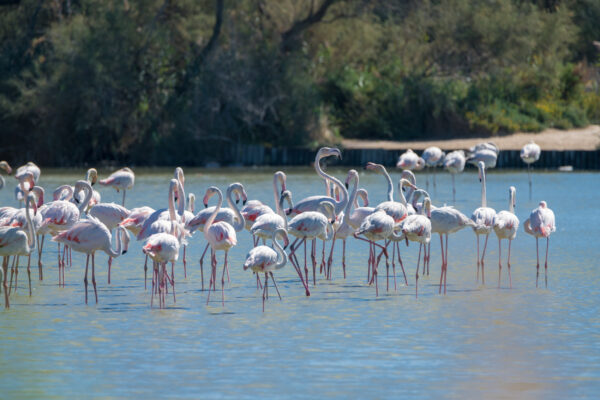 Frankreich Camargue Flamingo