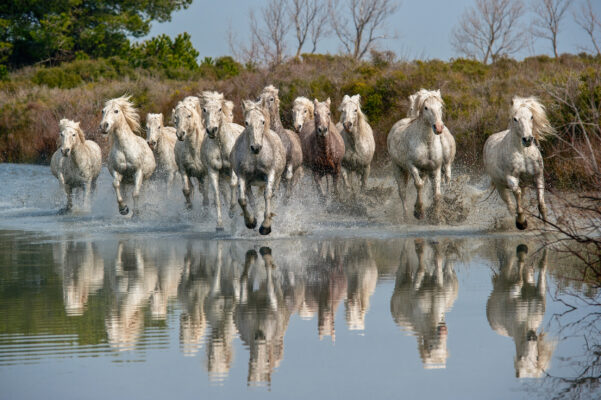 Frankreich Camargue Pferde