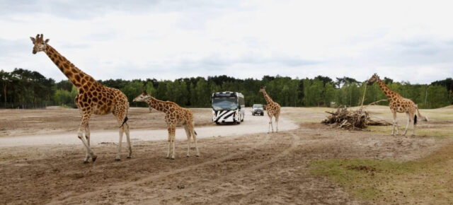 Kurztrip der besonderen Art: 2 Tage in den Niederlanden mit Eintritt in den Safari Park und Übernachtung im Premium Hotel nur 74€