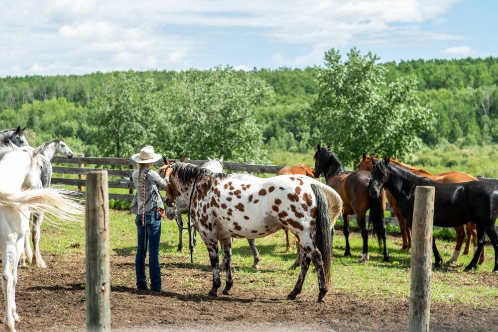 Kanada Saskatchewan Ranch Pferde Reiten