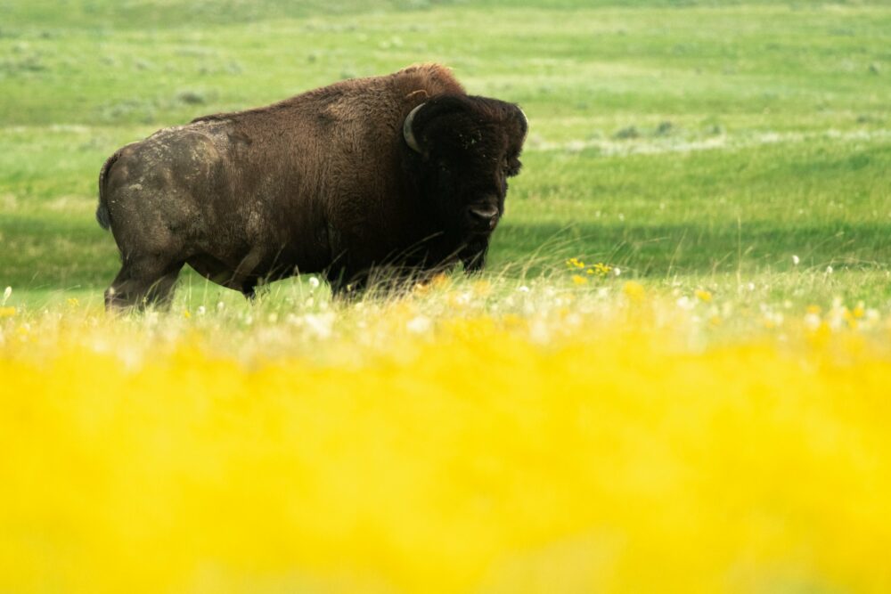 NKanada Saskatchewan Grasslands Nationalpark Bison