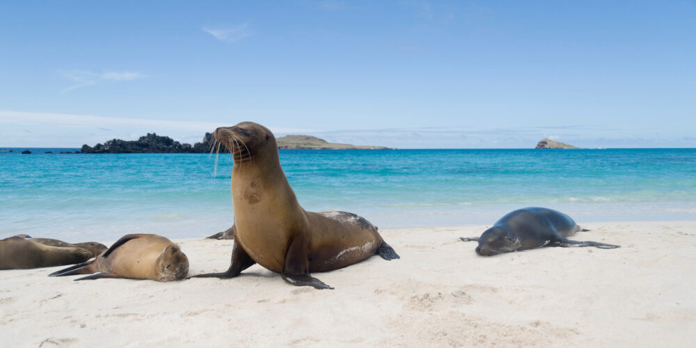 ecuador-galapagos-inseln-seeloewe-strand