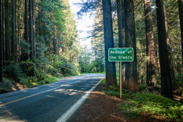 USA Kalifornien Redwoods Avenue of the Giants of the Giants.