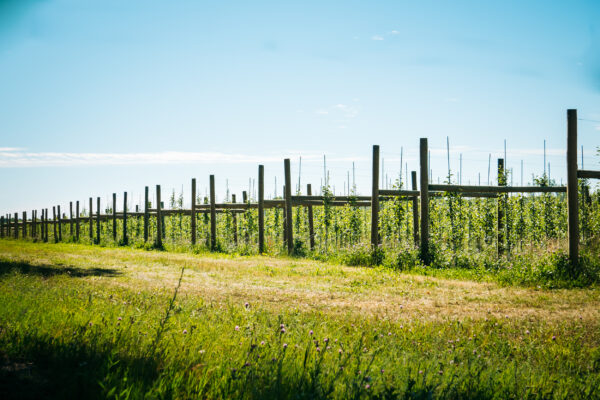 Michigan Agriculture Vineyard