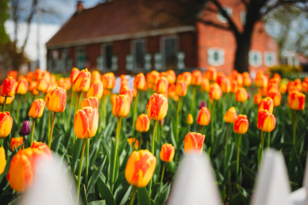 Michigan Holland Tulpen