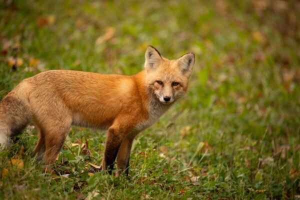 Saskatchewan Fuchs