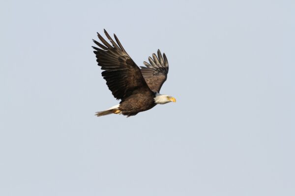 Saskatchewan Adler