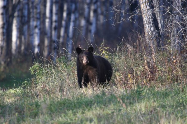 Saskatchewan Bär