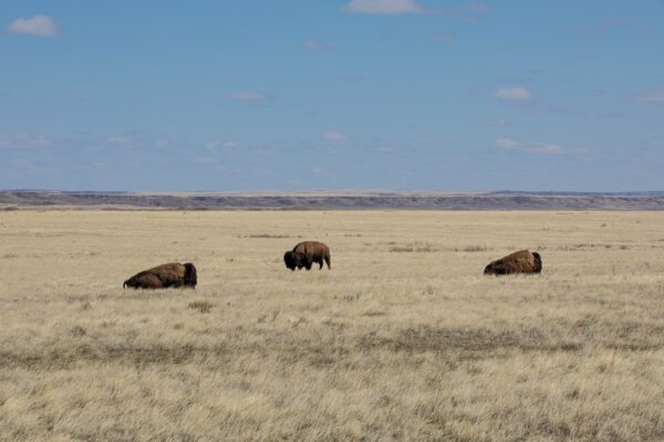 Saskatchewan Bison Herde