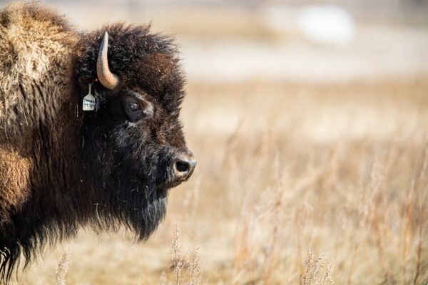 Saskatchewan Bison Kopf