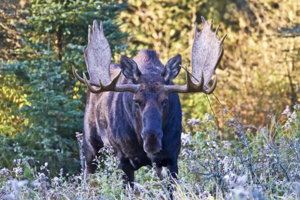 Saskatchewan Tierbeobachtung Elch