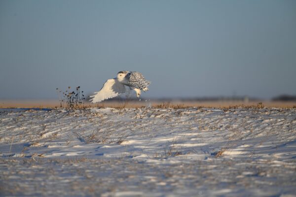 Saskatchewan Eule