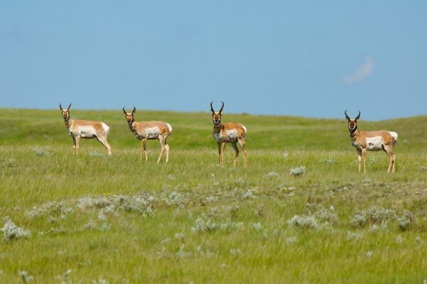 Saskatchewan Pronghorn