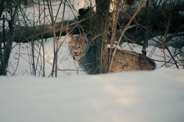 Saskatchewan Raubkatze