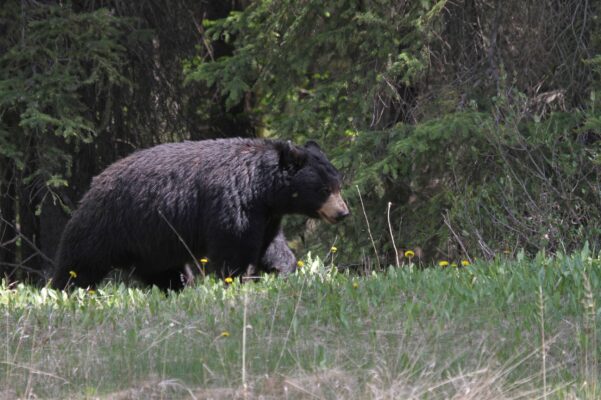 Saskatchewan Schwarzbär