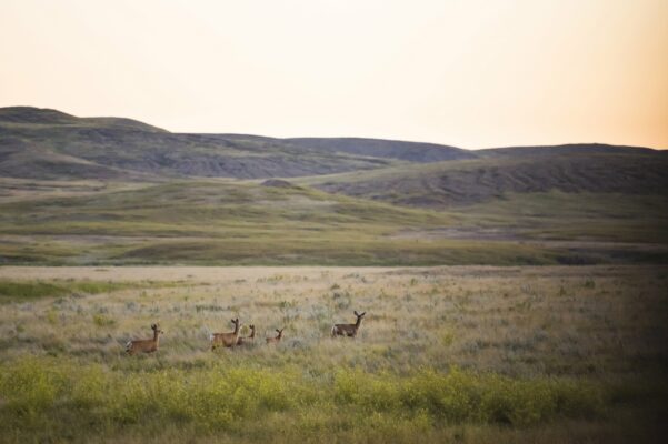 Saskatchewan Tiere der Prärie