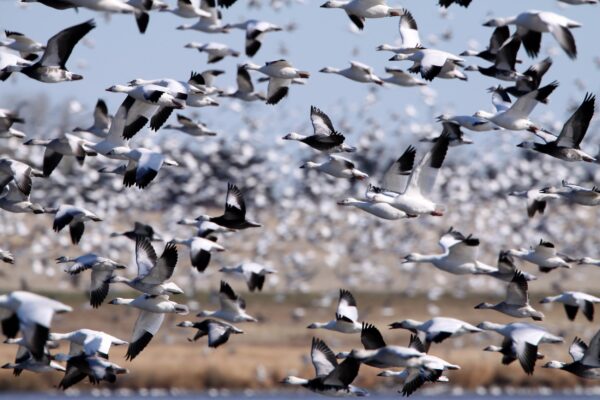 Saskatchewan Vogelschwarm